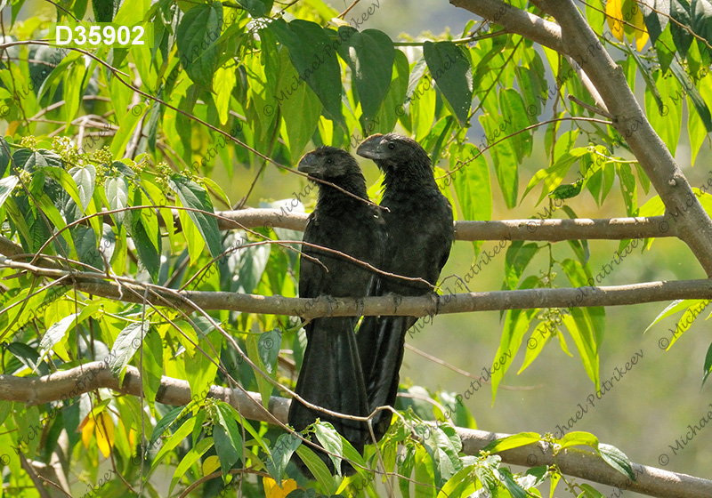 Smooth-billed Ani (Crotophaga ani)